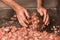 Minced meat, sausage traditional preparation,