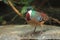 Mindanao bleeding-heart