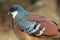 Mindanao bleeding-heart dove