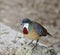 Mindanao Bleeding-Heart Dove