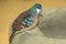 Mindanao bleeding heart dove