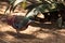 Mindanao bleeding-heart dove Gallicolumba crinigera