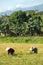 Mindanao, Ricefield Scenery, Harvest time