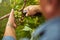 Mindful farmer cutting grape bunch off the vine