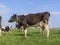 Mindful mature, side view, full udder, standing upright, blue sky at the horizon.