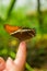 Mindo in Ecuador, a perfect spot to see some beautiful butterflies, brown and orange wings posing over a finger