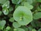 Miner`s Lettuce, Winter Purslane ,Claytonia perfoliata . You can use them in fresh vegetable salads. The Winter Purslane