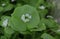 Miner`s Lettuce, Winter Purslane ,Claytonia perfoliata . You can use them in fresh vegetable salads. The Winter Purslane