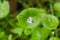 Miner`s Lettuce, Winter Purslane or Indian Lettuce Claytonia perfoliata, California