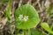 Miner`s Lettuce, Winter Purslane or Indian Lettuce Claytonia perfoliata, California