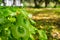 Miner`s Lettuce, Winter Purslane or Indian Lettuce Claytonia perfoliata growing in the forest, California