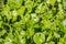 Miner`s Lettuce, Winter Purslane or Indian Lettuce Claytonia perfoliata growing on a meadow, California