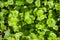 Miner`s Lettuce, Winter Purslane or Indian Lettuce Claytonia perfoliata growing on a meadow, San Francisco bay area, California