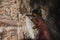 A miner working inside Warcha salt mine