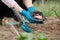 Mineral chemical granulated fertilizer in hands of woman working in spring garden, close-up rose bush fertilizer