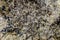 Mineral natural texture. Rock stone surface granite abstract backdrop textured background. Marble material surface