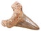 Mineralized natural fossil prehistoric shark tooth