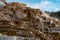 Minerva Terraces with its travertine deposits