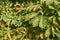 Mines of Horse-chestnut leaf miner or Cameraria ohridella on leaf of common horse-chestnut or Aesculus hippocastanum. Damaged