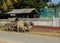 Mingun cow Taxi, Myanmar