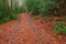 Mingus Creek Trail in the Great Smoky Mountains