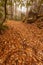 Mingus Creek Trail in the Great Smoky Mountains