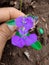 Mini amazing flower beautiful flowers with nice colour combination feel nature