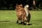 A mini Australian Shepherd is running in the meadow