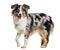 Mini Australian Shepherd, standing and panting (1 year old), iso