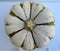 Mini baby Tiger striped pumpkin stalk end