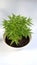 Mini bamboo potplant or pogonatherum monica in pot with a white background