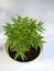Mini bamboo potplant or pogonatherum monica in pot with a white background