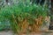 Mini bamboo shrub