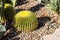 Mini Barrel Cactus From Southwest