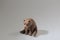 The Mini Bear Figure on the satge