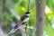 The mini bird is Muscicapidae on tree