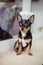 Mini black beige white chihuahua. black brown white chihuahua. A pet is sitting at home