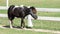 Mini black dwarf horse at a farm