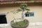 Mini bonsai with forest stone arrangement