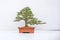 mini bonsai ornamental plants