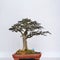 mini bonsai ornamental plants