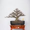 mini bonsai ornamental plants