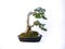 mini bonsai ornamental plants