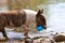 Mini Bull Terrier with Ball