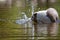 Mini Bull Terrier while bathing