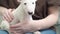 a mini bull terrier puppy in the arms of a woman in jeans.