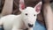 a mini bull terrier puppy in the arms of a woman in jeans.