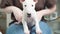 a mini bull terrier puppy in the arms of a woman in jeans.