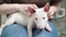 a mini bull terrier puppy in the arms of a woman in jeans.