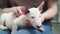 a mini bull terrier puppy in the arms of a woman in jeans.